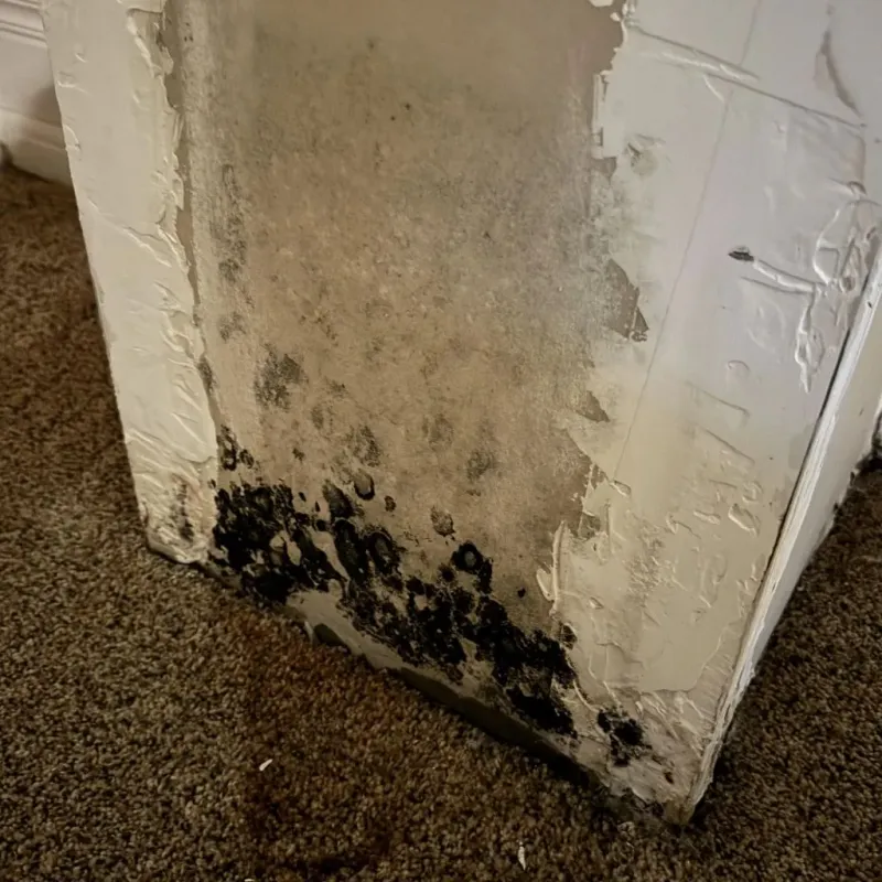 Professional Mold Removal in Hearne, TX